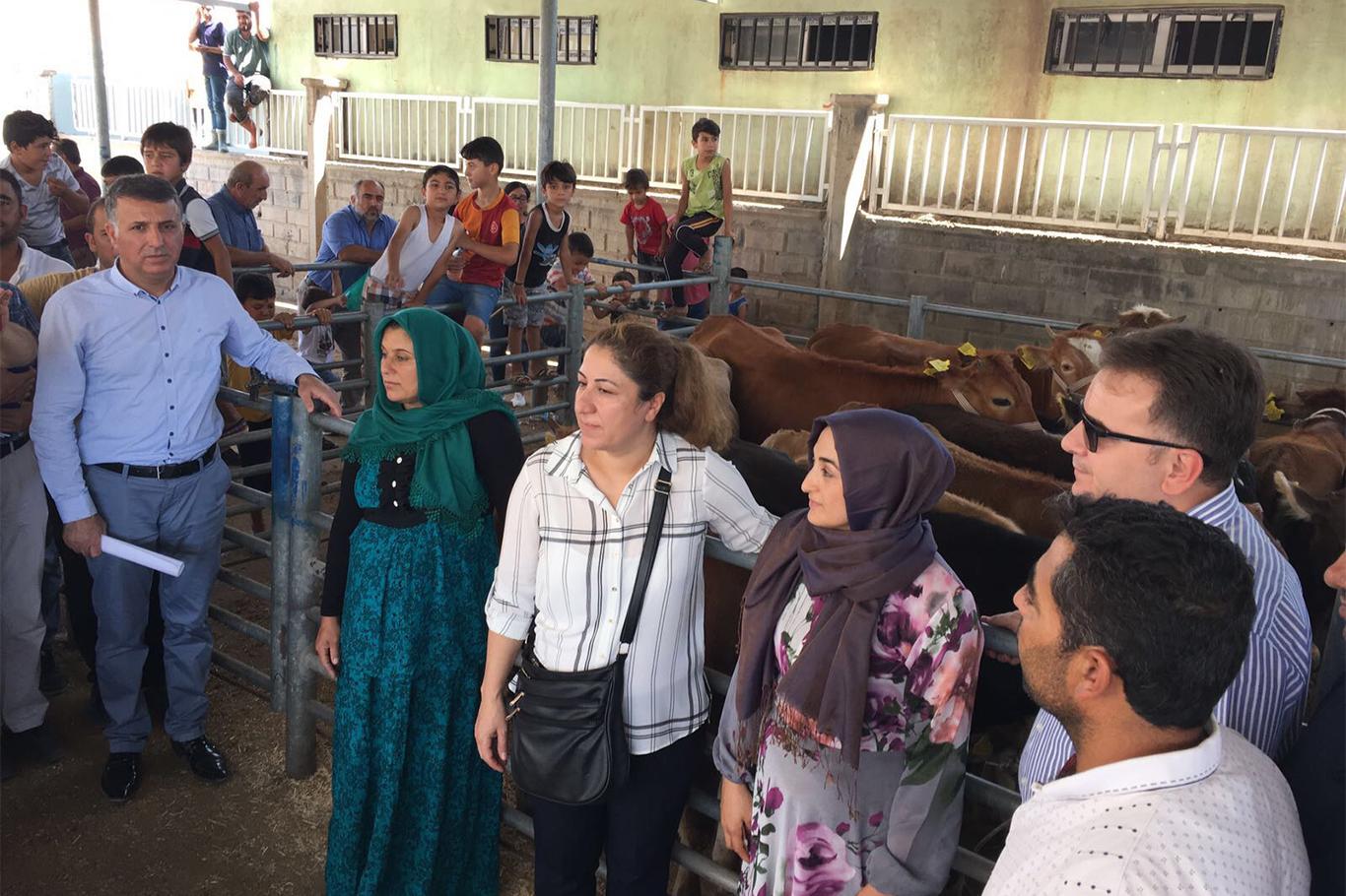 Genç çiftçi projesi kapsamında 18 çiftçiye düve teslimatı yapıldı Genç çiftçi projesi kapsamında 18 çiftçiye düve teslimatı yapıldı